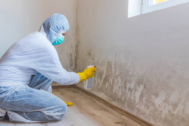 Licensed Mold Testing service in Jacksonville, FL - WQB Mold Removal